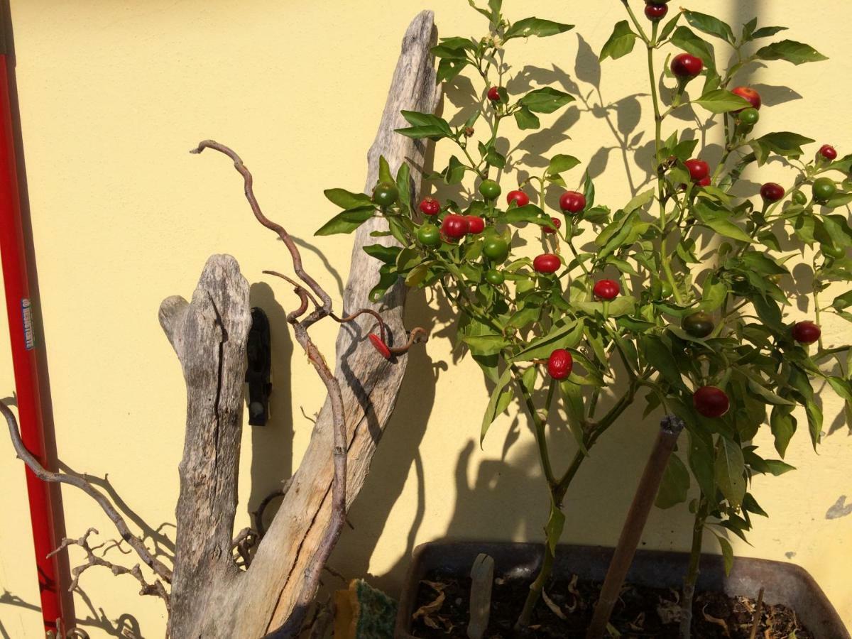 Il Giardino B&B Кастельветро-ді-Модена Екстер'єр фото